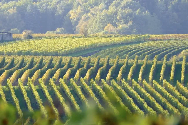 Vignoble de Chelsea