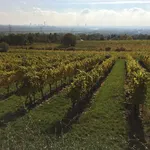 vignoble1