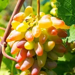 vignoble9
