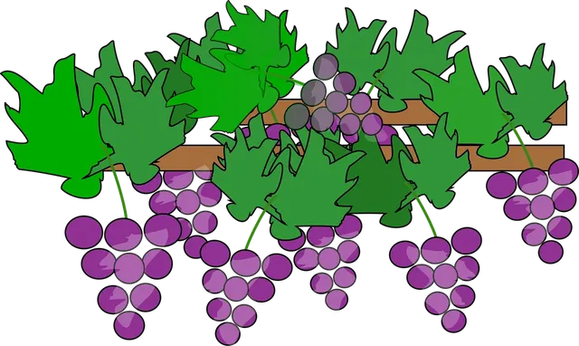 Vignoble de Chelsea