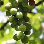 vignoble8