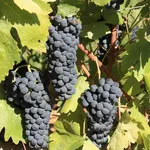 vignoble7