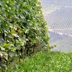 vignoble2