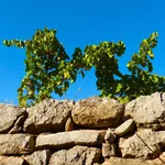 vignoble5
