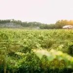 vignoble